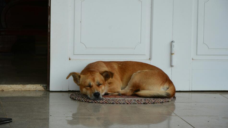 Hund von Schauspielerin wurde Ostern erschossen.