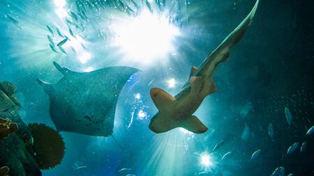 Vielfalt von Haien und Rochen schrumpft seit Jahrmillionen