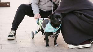 Person klaute Rollstuhl von Senioren-Hund.