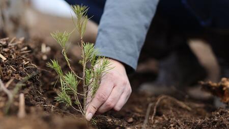So läuft's mit den Aufforstungen in Sachsen-Anhalt