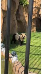 Esel als Zebra angemalt – Skandal in chinesischem Zoo