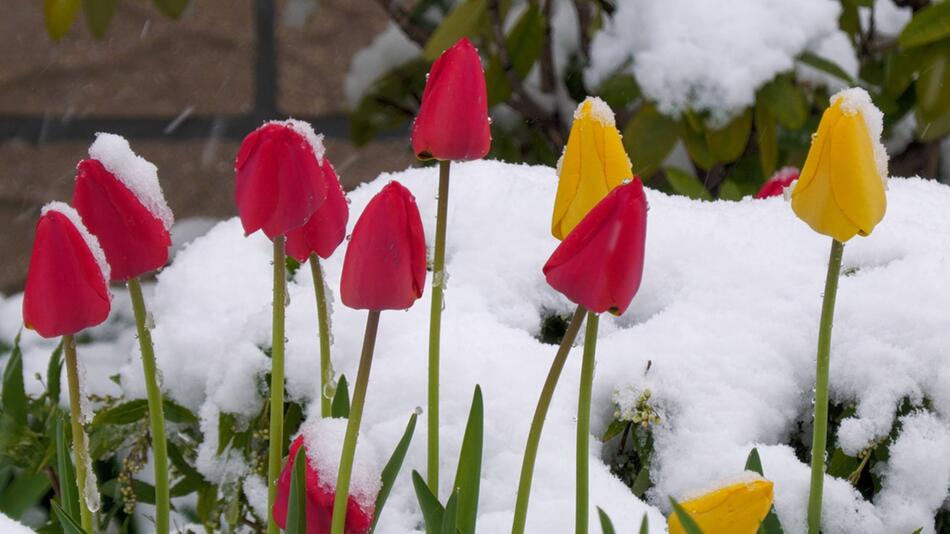 Tulpen im Schnee