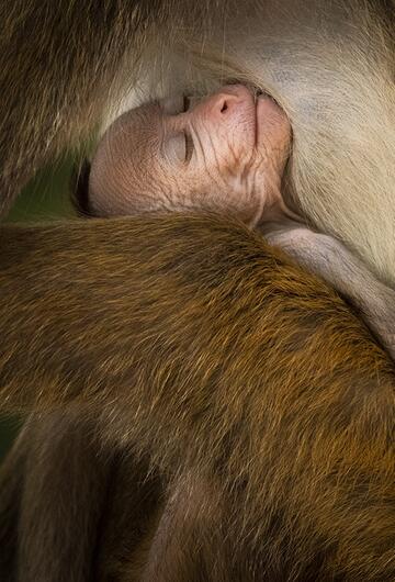 A Tranquil Moment by Hikkaduwa Liyanage Prasantha Vinod, Sri Lanka