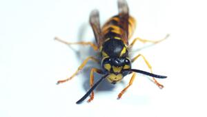 So reagieren Sie, wenn die Wespenkönigin bei Ihnen einzieht