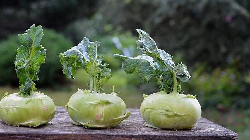 Kohlrabi