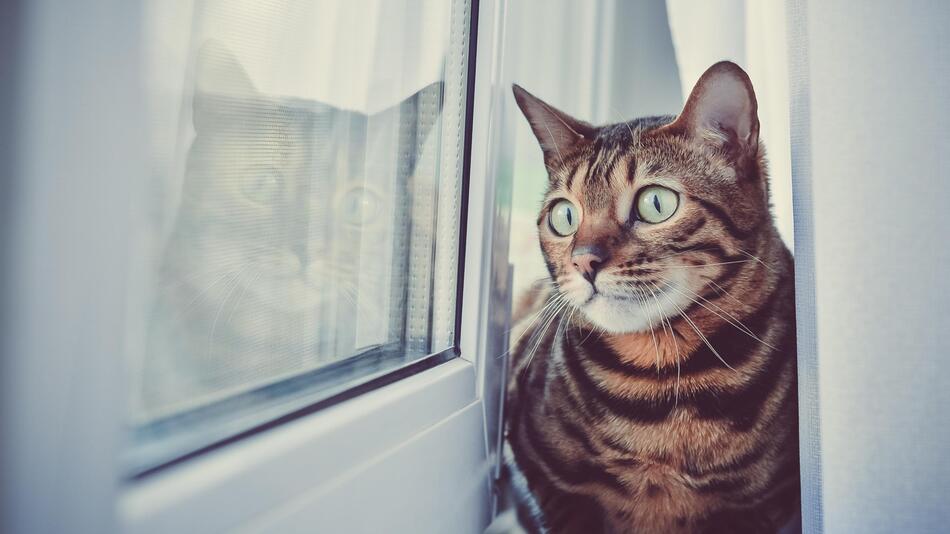 Tierheim war entsetzt wegen misshandelter Katze.