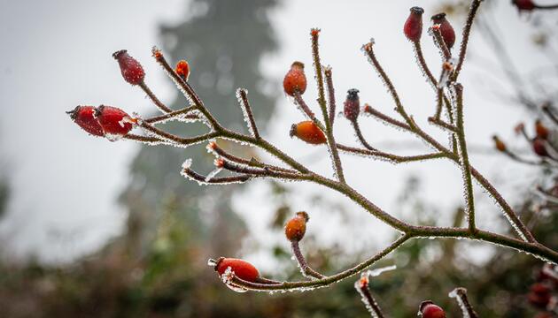 Eis und gefrorener Nebel auf Pflanzen