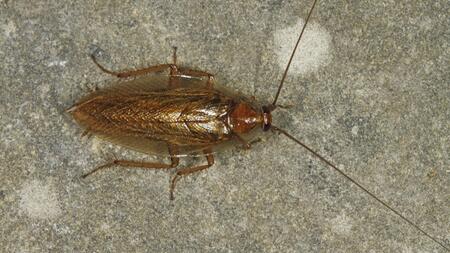 Diese harmlosen Insekten werden oft für Kakerlaken gehalten