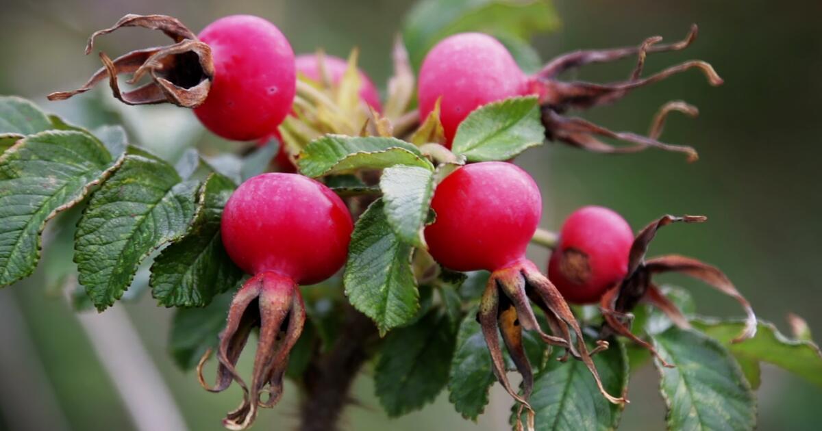 Vitaminbombe Hagebutte Das ist der richtige Erntezeitpunkt 1&1