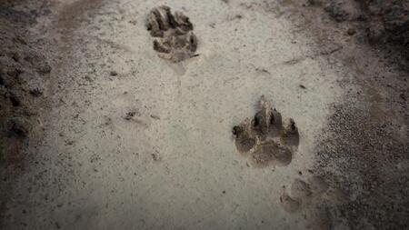 Kleinster Hund der Welt trifft auf größten Hund der Welt