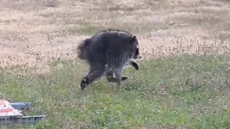 Mutierter Waschbär "Jimothy" erobert das Netz