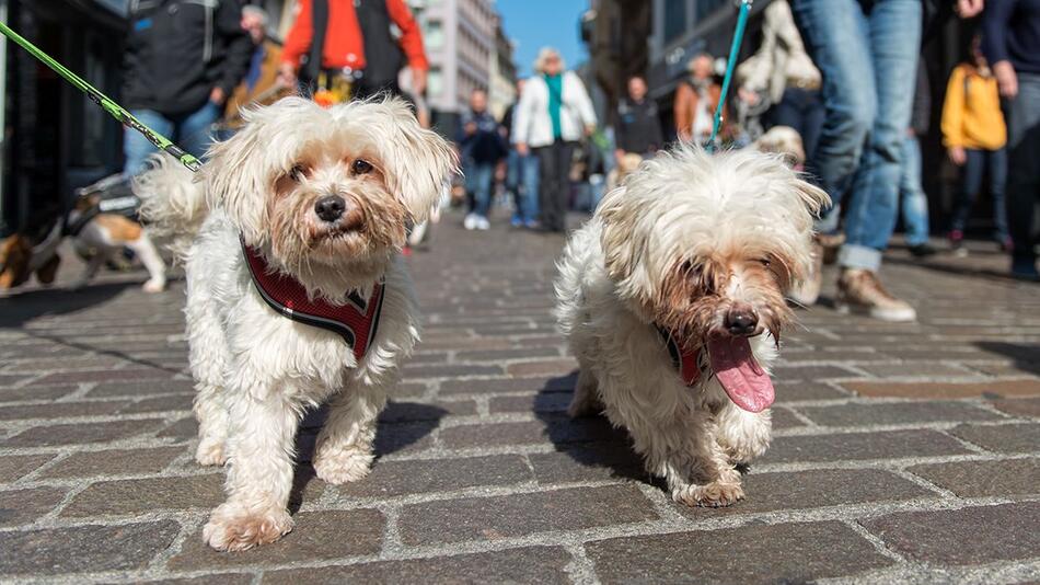 Hunde, Basel, Flashmob