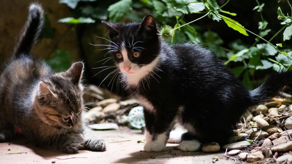 Babykatzen wurden an der Autobahn ausgesetzt.