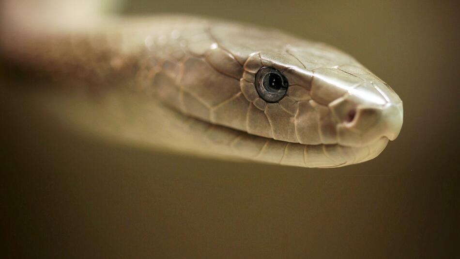 Schlangen, Giftschlangen, Tote, Bisse, WHO, Weltgesundheitsorganisation, Schwarze Mamba, Afrika