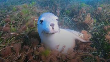 Seelöwe, Australien, Kamera, Zutrauen