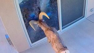 Spiegelfehde in Arizona: Dickhornschaf greift eigenes Spiegelbild an