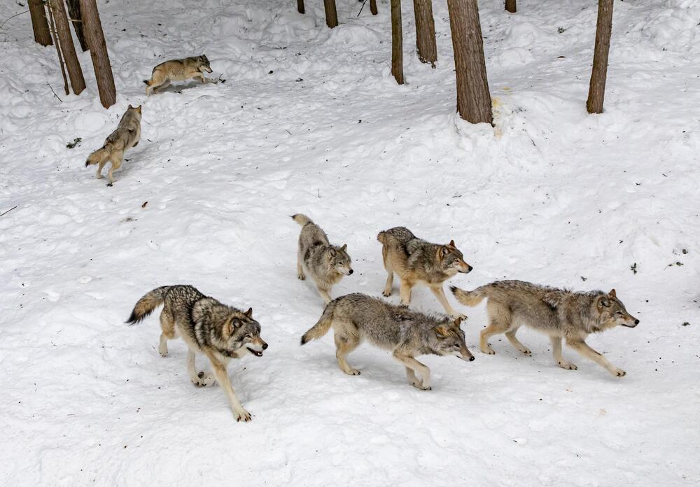 Sibirische Hunde waren kleiner als Wölfe.
