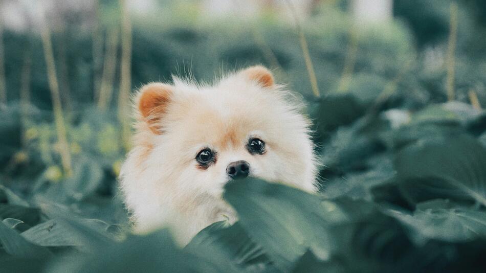 Pomeranians sind beliebte Hunde beim Welpenhandel.