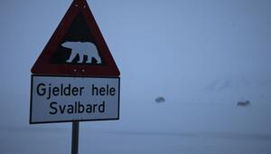 Eisbär auf Spitzbergen erschossen
