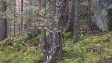Flirte kostenlos mit Single Frauen in Cham. Nicht mehr lnger allein sein, das wnschen sich diese Single Frauen aus Cham Neunburg vorm Wald 27 Jahre. Single Frauen Cham kennenlernen bei coonhounds.info