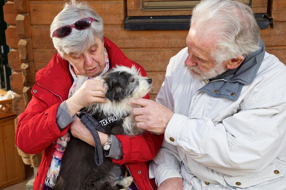 Hunde-Senioren passen gut zu älteren Menschen.