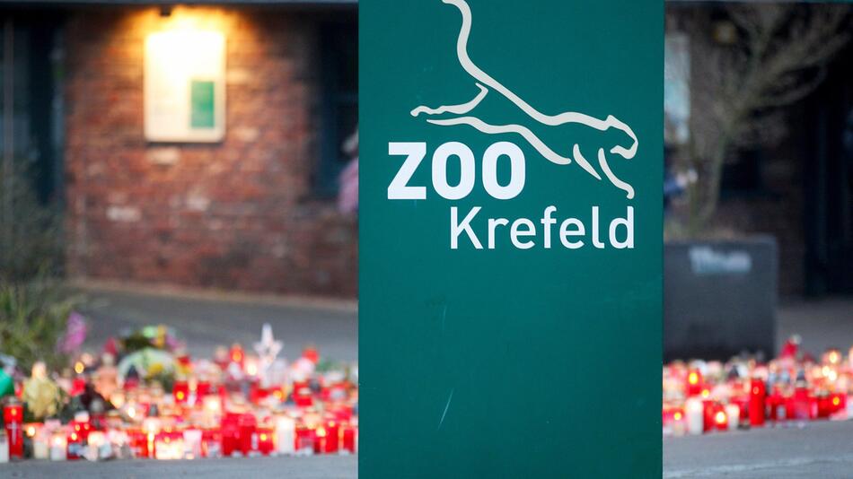 Weg zu Gorillas in Krefelder Zoo soll bald wieder frei sein