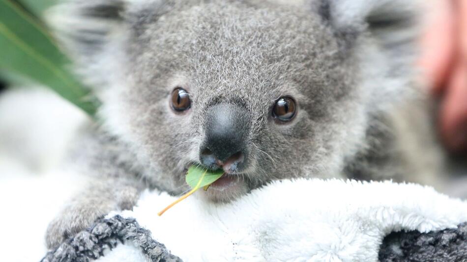 Studie: Zahl der Koalas in Australien sinkt rapide