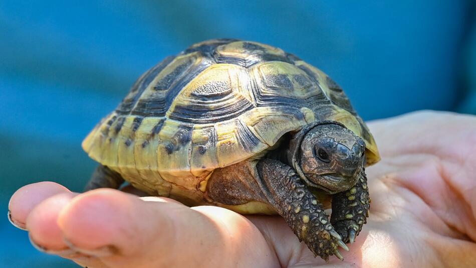 Griechische Landschildkröte