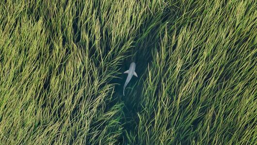 Siena Drone Photo Awards, Drohnen, Aufnahmen, Fotografie, Wettbewerb, Natur