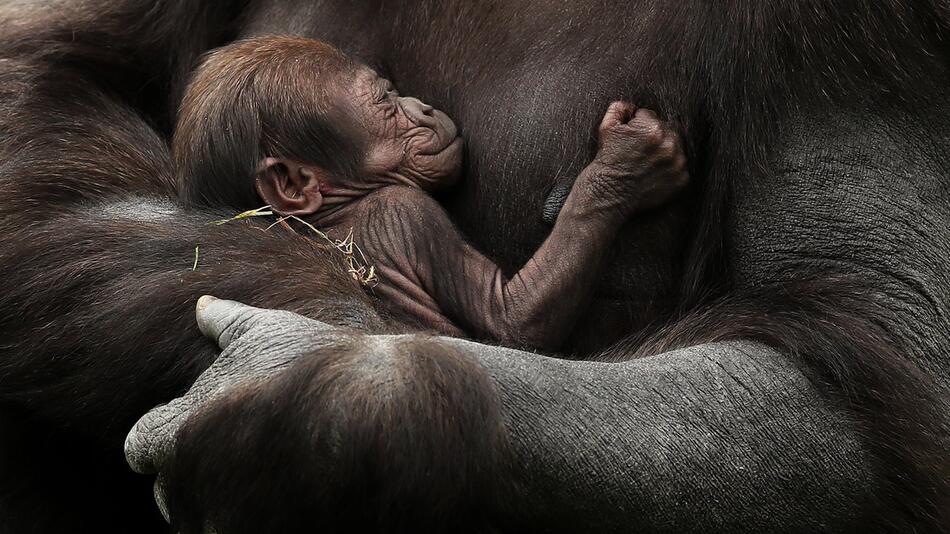 Gorilla-Nachwuchs im Zoo von Dublin