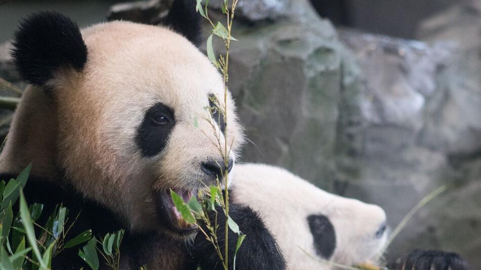 Pandas Pit und Paule verlassen Berlin