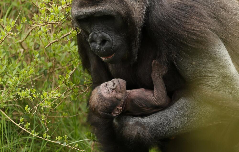 Gorilla-Nachwuchs im Zoo von Dublin