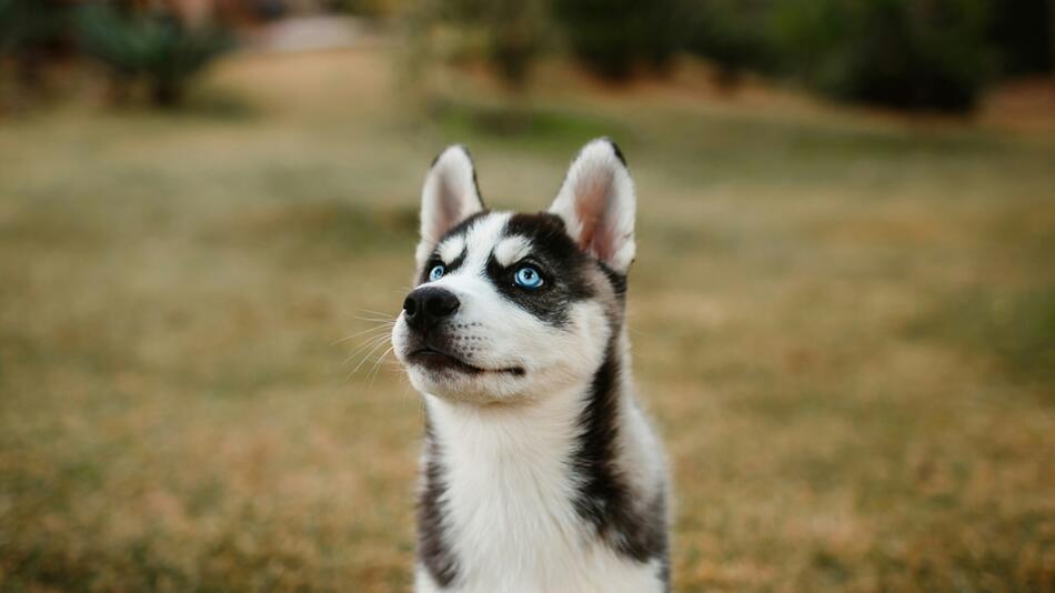 Ein Husky wurde auf seiner Gassi-Runde geklaut.