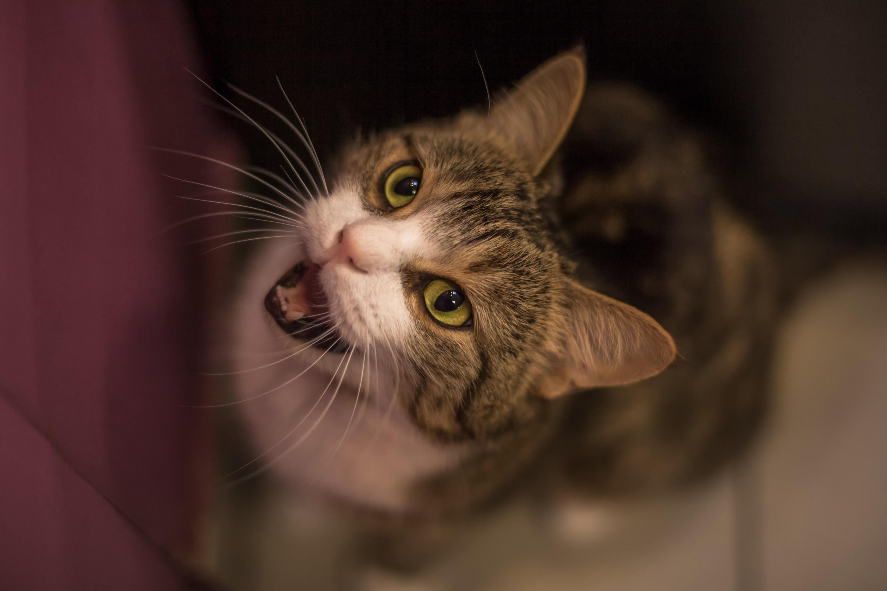 Fremde Katze Sitzt Vor Der Tür Und Miaut home.1und1.de