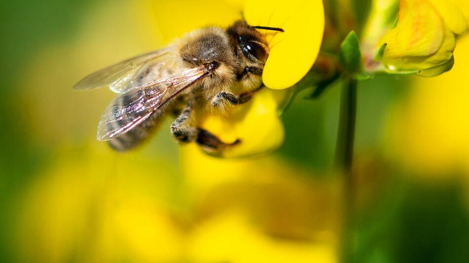 Insektenschwund in Deutschland