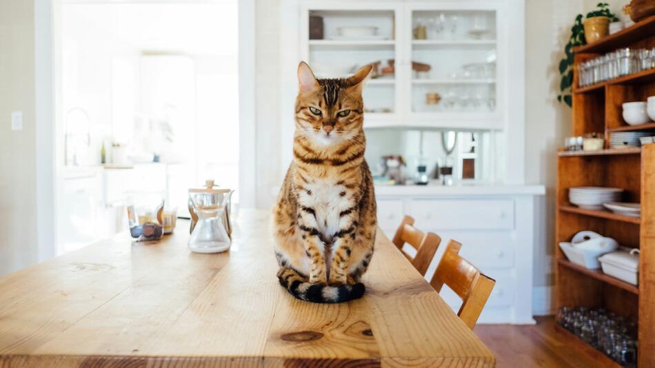 Ist es hygienisch, wenn Katzen überall sitzen?