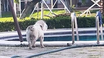 Bulldogge, Hund, Mexiko, Swimmingpool, Pool, Cuautla, Eimer