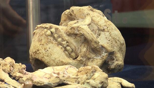 "Little Foot" könnte neue Menschenart sein