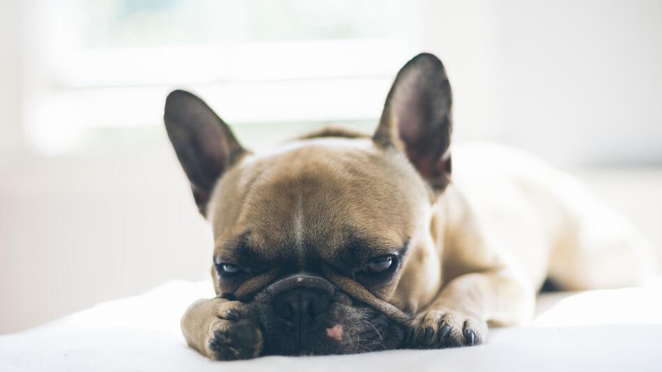 Hat der Halter seinen Hund über den Zaun geworfen?