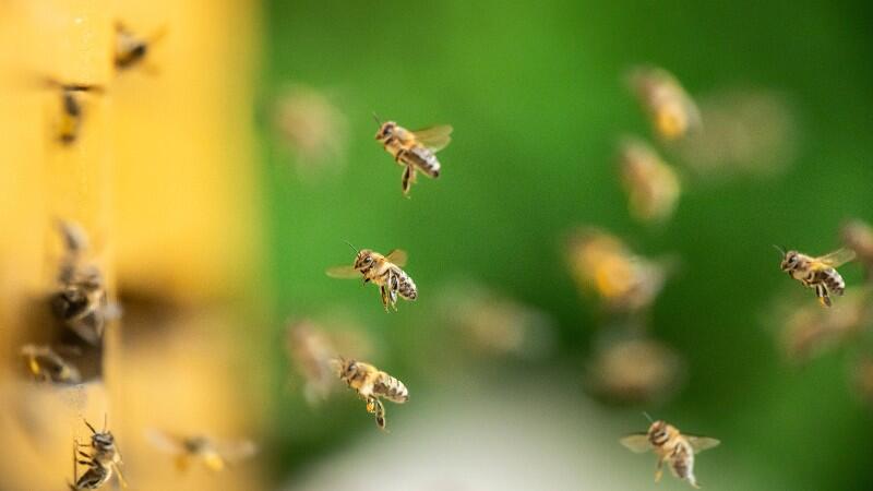 Ein Bienenschwarm fliegt gegen eine Hauswand.