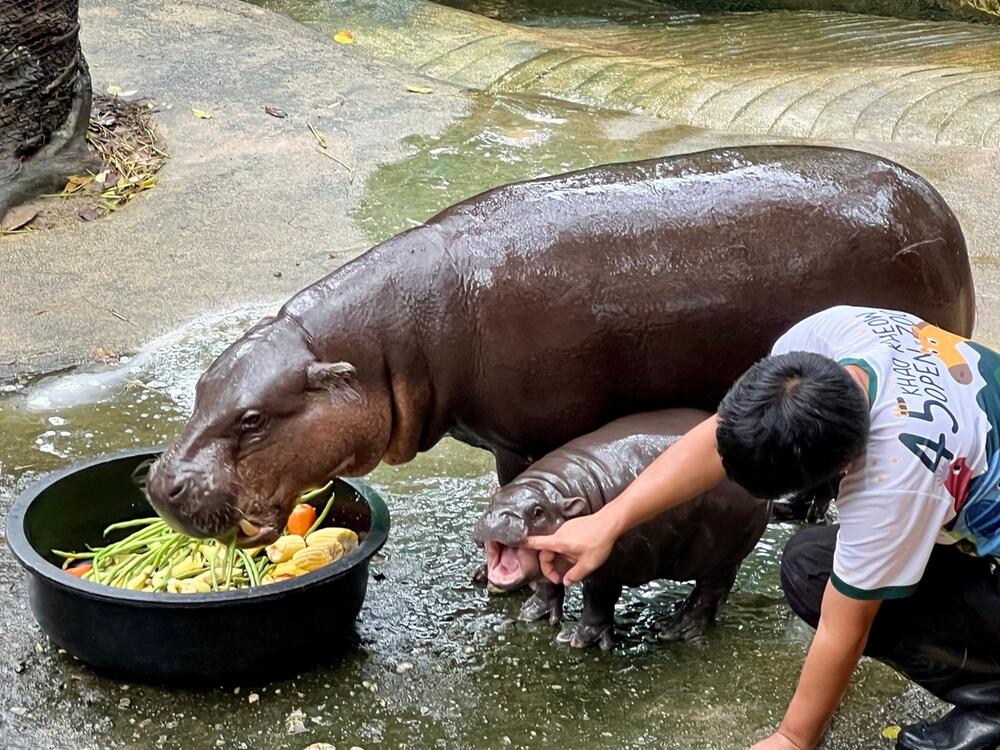 Zwergflusspferd Moo Deng in Thailand