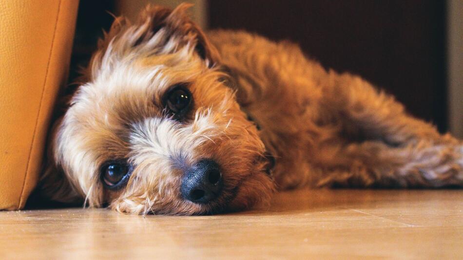 Verwahrloster Hund und Katzen wurden gerettet.