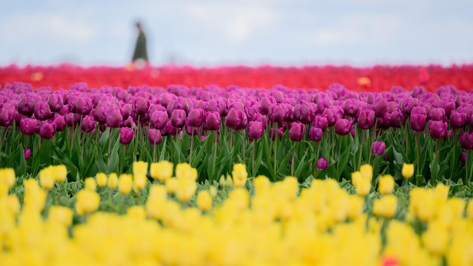 Millionen Tulpen wachsen im Landkreis Gifhorn