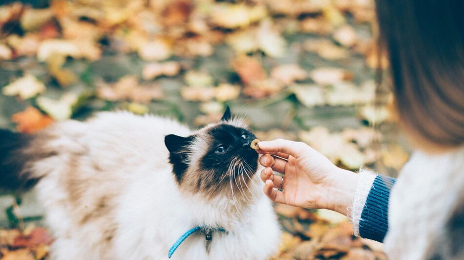 Wie funktioniert Clickertraining bei Katzen?