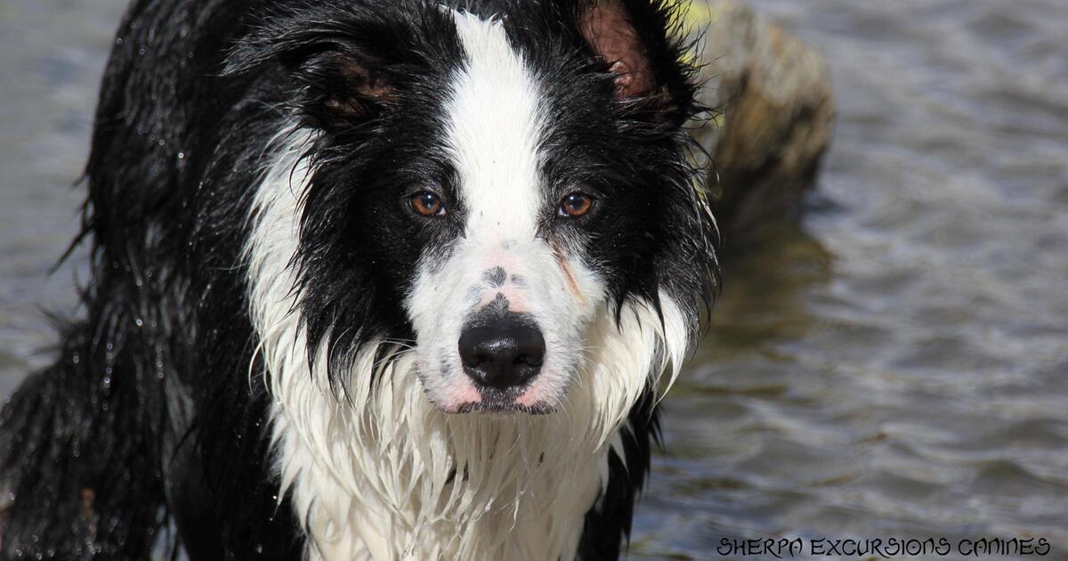 Warum Starrt Mein Hund Mich An Warum starrt mein Hund mich an? | 1&1