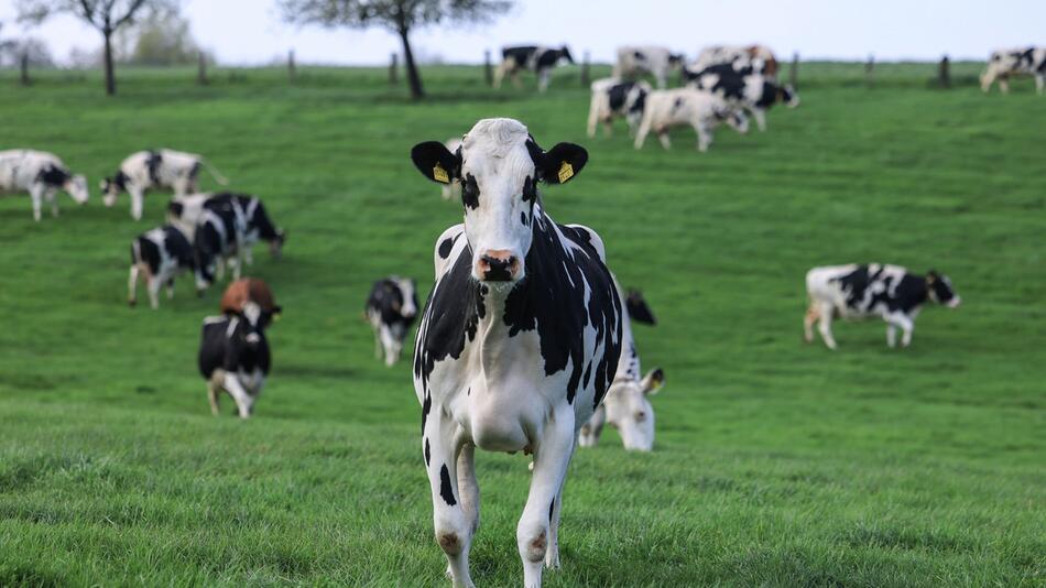 Weideaustrieb in der Milchwirtschaft