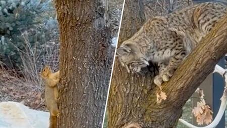 Cleveres Eichhörnchen führt Rotluchs an der Nase herum