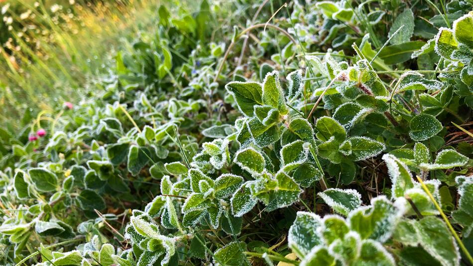 Bodenfrost in Bayern