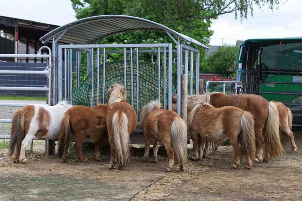 Kurz vor Weihnachten kamen sieben Shetland Ponys.