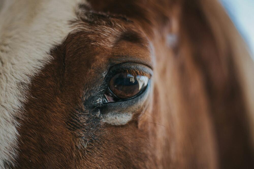 Durch ihre Arbeit wurde „Equitrans“ bekannter